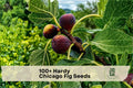 Hardy Chicago Fig Seeds Ficus carica Fruit Tree for Garden, Patio, Container Growing, Edible, Perennial, Beginner-Friendly