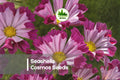 Seashells Cosmos Seeds, 200 Pack, Fluted Petals, Pink White Pastel, Cosmos bipinnatus, Annual Flower for Borders & Pollinators