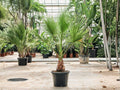 California Fan Palm Seeds - Washingtonia filifera for Desert, Tropical, and Landscape Gardening, 5 Seeds