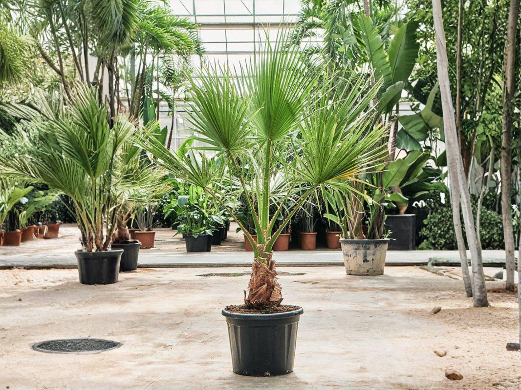California Fan Palm Seeds - Washingtonia filifera for Desert, Tropical, and Landscape Gardening, 5 Seeds