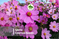 200 Gloria Cosmos Seeds | Pink Magenta Rose Blooms | Cosmos bipinnatus | Wildflower & Border Plant
