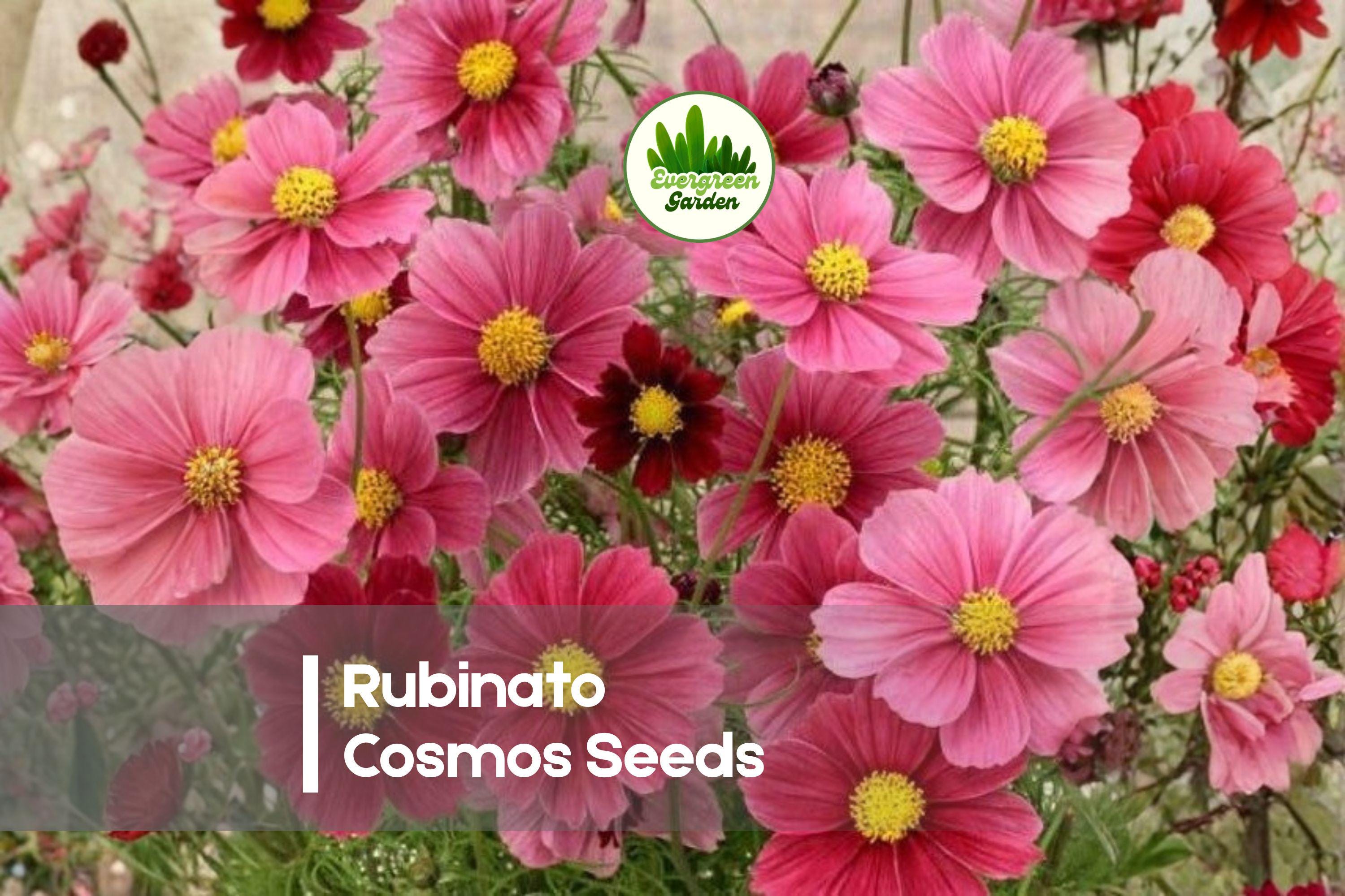 Rubinato Cosmos Seeds – Deep Red Blooms, 200 Seeds, Annual Flower, Cosmos bipinnatus, Border and Garden Planting