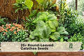 Round-Leaved Calathea Seeds – Tropical Houseplant, Calathea orbifolia, Decorative Foliage, Indoor Plant Seeds