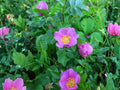 Pasture Rose Wild Rose Seeds | Rosa carolina Flowering Shrub for Gardens & Meadows | Pink Blooming Perennial Plant