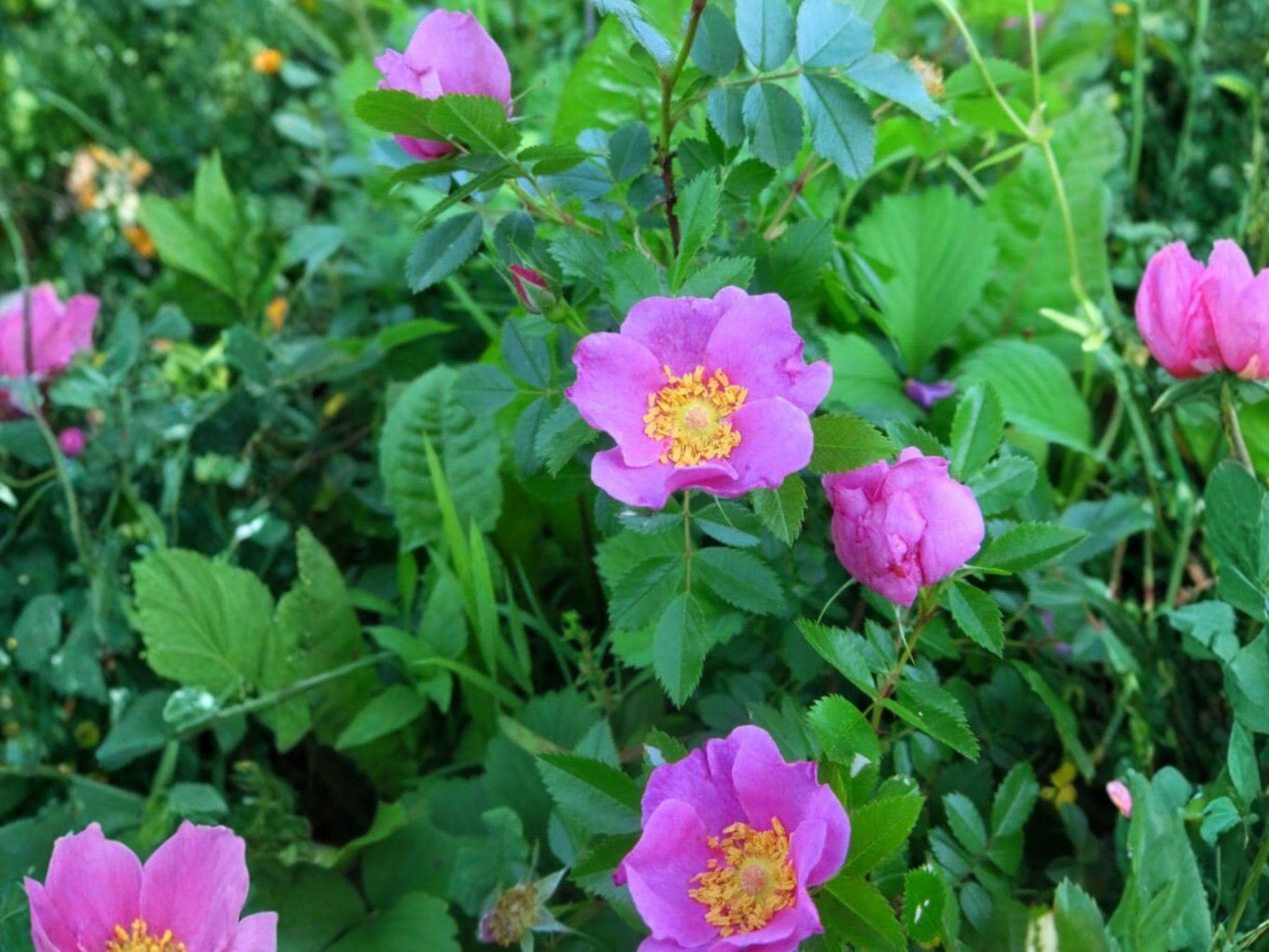 Pasture Rose Wild Rose Seeds | Rosa carolina Flowering Shrub for Gardens & Meadows | Pink Blooming Perennial Plant