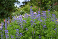 Blue Wild Indigo Seeds (15) | Baptisia australis Native Perennial for Gardens & Prairies
