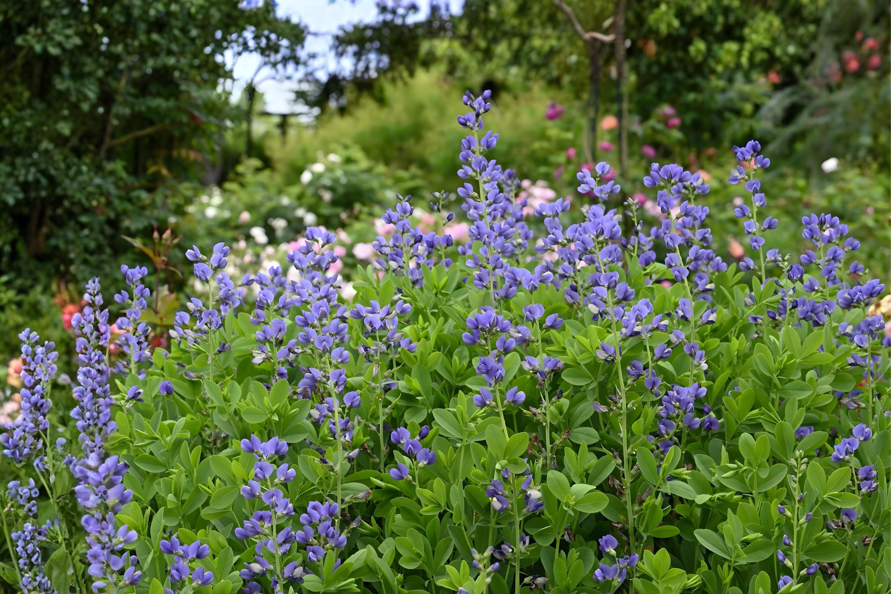 Blue Wild Indigo Seeds (15) | Baptisia australis Native Perennial for Gardens & Prairies