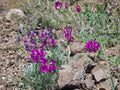 Showy Locoweed Flower Seeds | Oxytropis lambertii Pink & Purple Blooms for Rock Gardens & Prairie Planting