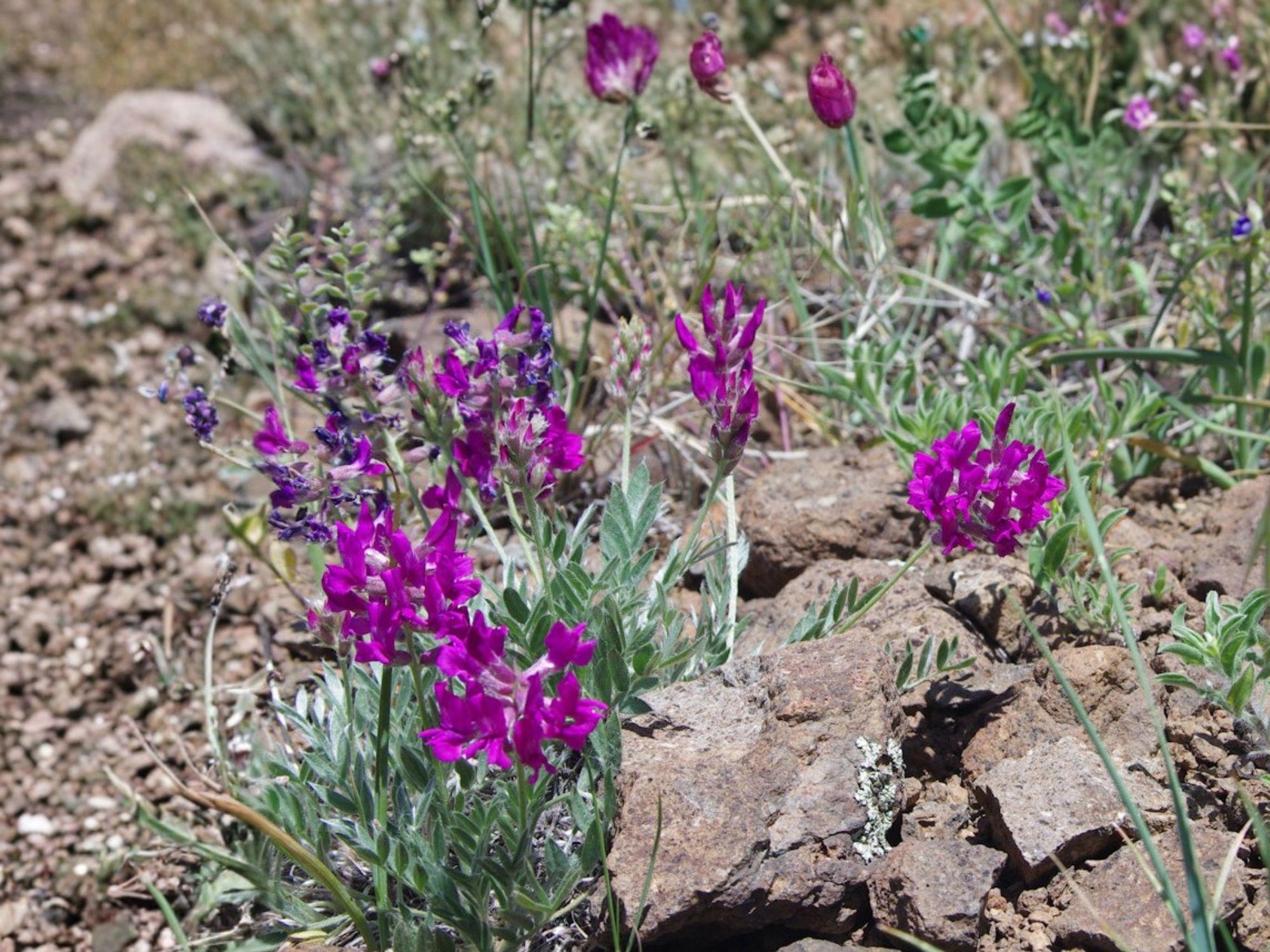 Showy Locoweed Flower Seeds | Oxytropis lambertii Pink & Purple Blooms for Rock Gardens & Prairie Planting