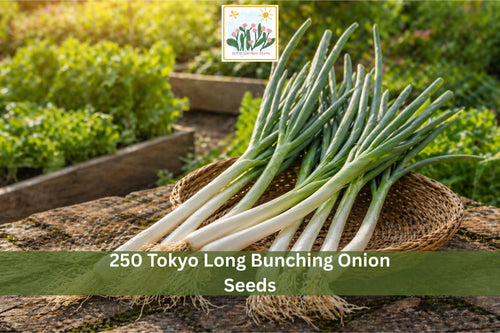 250 Tokyo Long Bunching Onion Seeds | Vegetable Seeds for Green Onion, Scallion, Allium fistulosum, Home Garden, Raised Beds