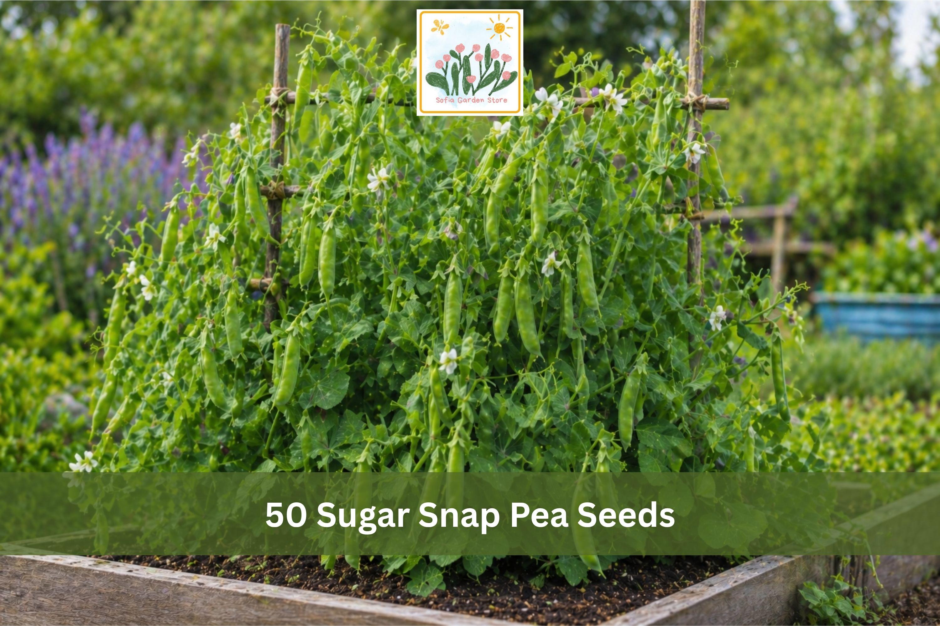 50 Sugar Snap Pea Seeds | Edible Pod Vegetable Seeds for Trellis & Container Gardening | Pisum sativum