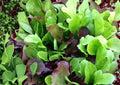 Mixed Greens Lettuce Seeds, Gourmet Salad Blend, Heirloom Varieties, Cut and Come Again, Cool Weather, Garden Planting