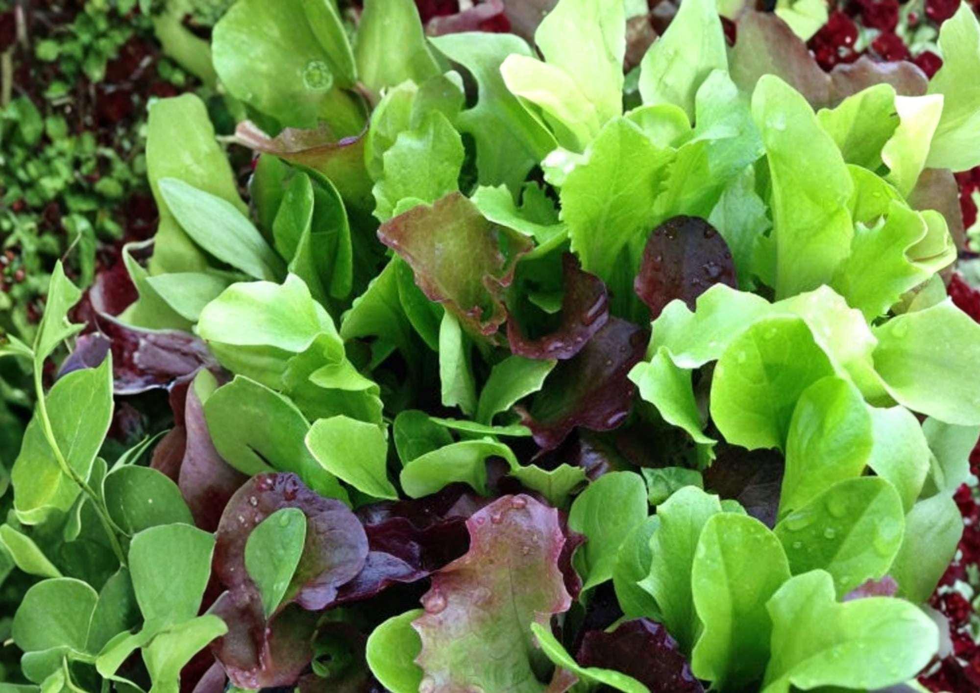Mixed Greens Lettuce Seeds, Gourmet Salad Blend, Heirloom Varieties, Cut and Come Again, Cool Weather, Garden Planting