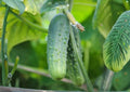 Tendergreen Burpless Cucumber Seeds, English Type Heirloom Vegetable Seeds for Slicing, High Yield Cucumis sativus