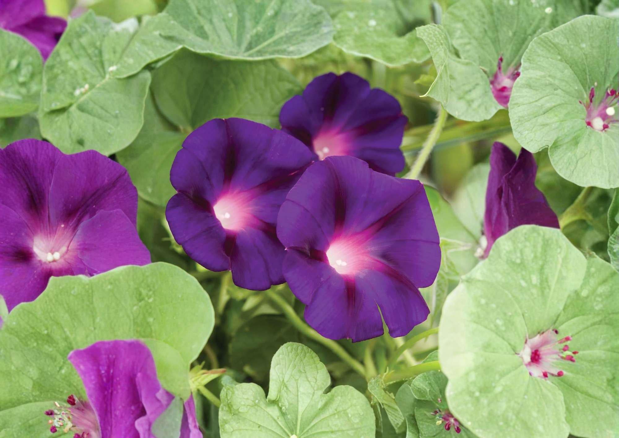 Grandpa Ott Morning Glory Seeds, Heirloom Purple Climbing Vine, Fast-Growing Pollinator Flower Seeds for Garden Trellis