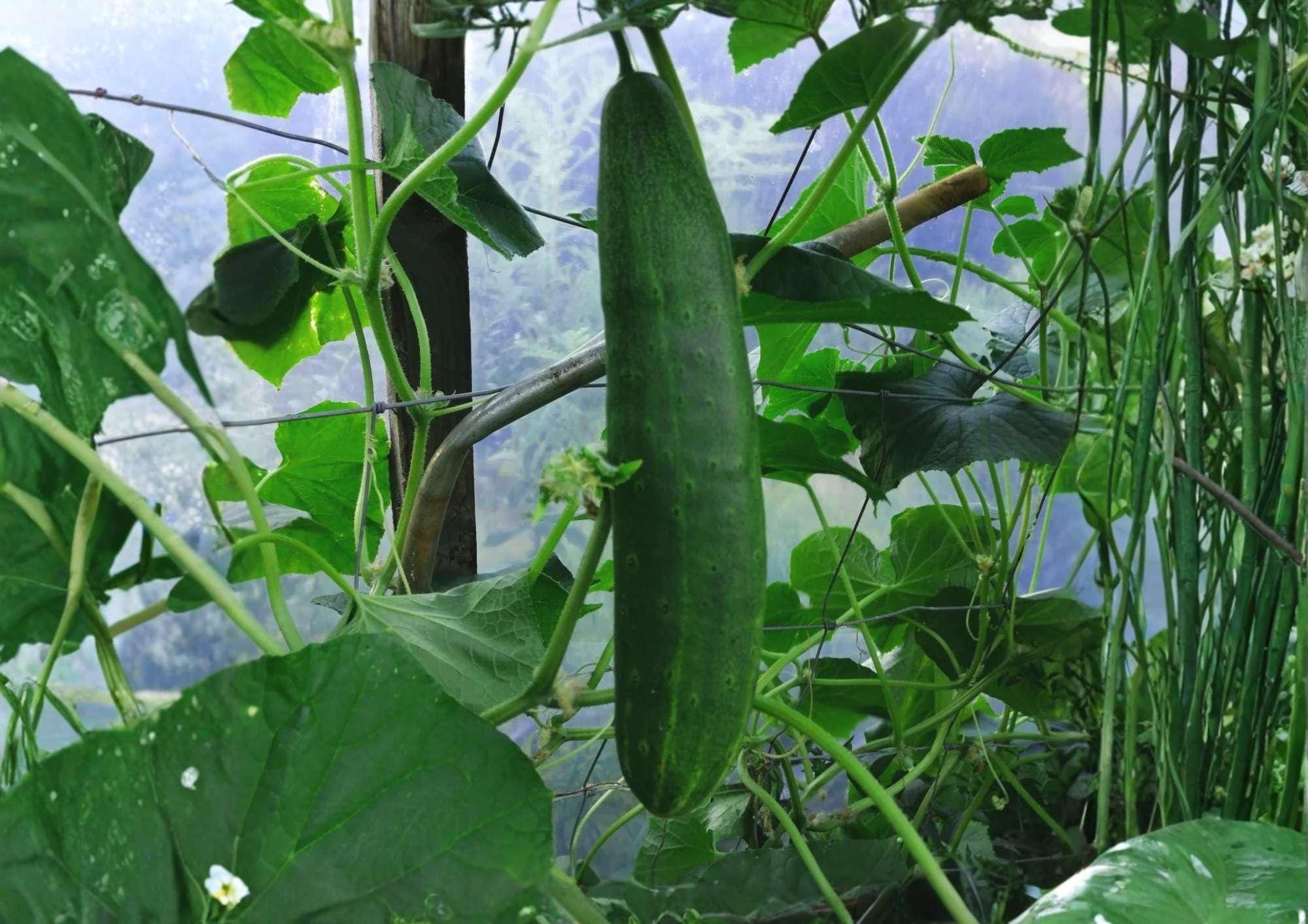 25+ Southern Delight Cucumber Seeds – Heirloom Japanese Type, High Yield, Smooth, Crisp, Burpless Cucumis sativus