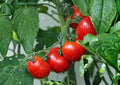 Early Cascade Tomato Seeds – Heirloom Non-GMO Red Tomato Variety for Garden, High Yield, Early Maturing Solanum lycopersicum