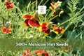 500+ Mexican Hat Seeds | Ratibida columnifera Wildflower for Pollinator Gardens & Xeriscape Planting