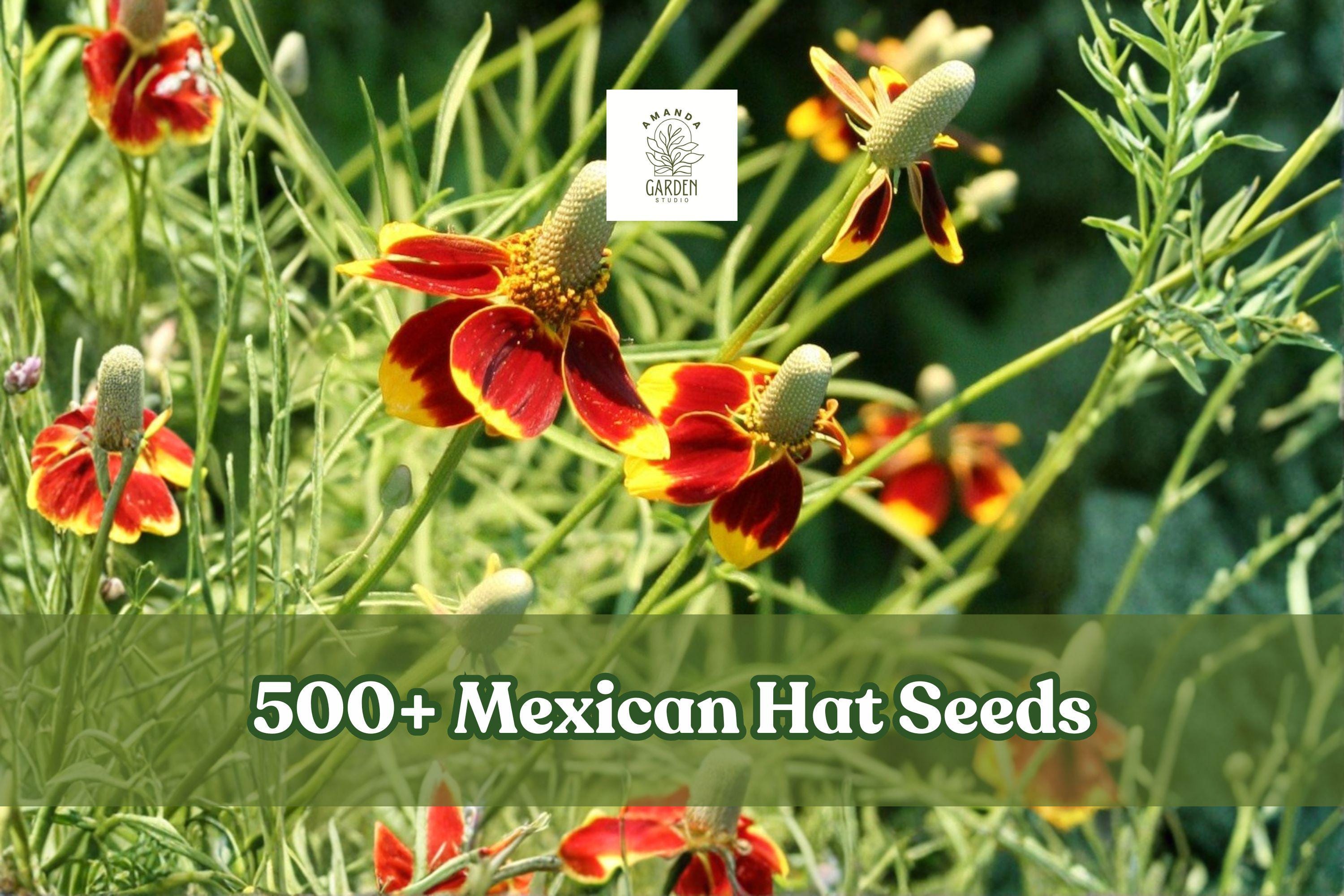 500+ Mexican Hat Seeds | Ratibida columnifera Wildflower for Pollinator Gardens & Xeriscape Planting