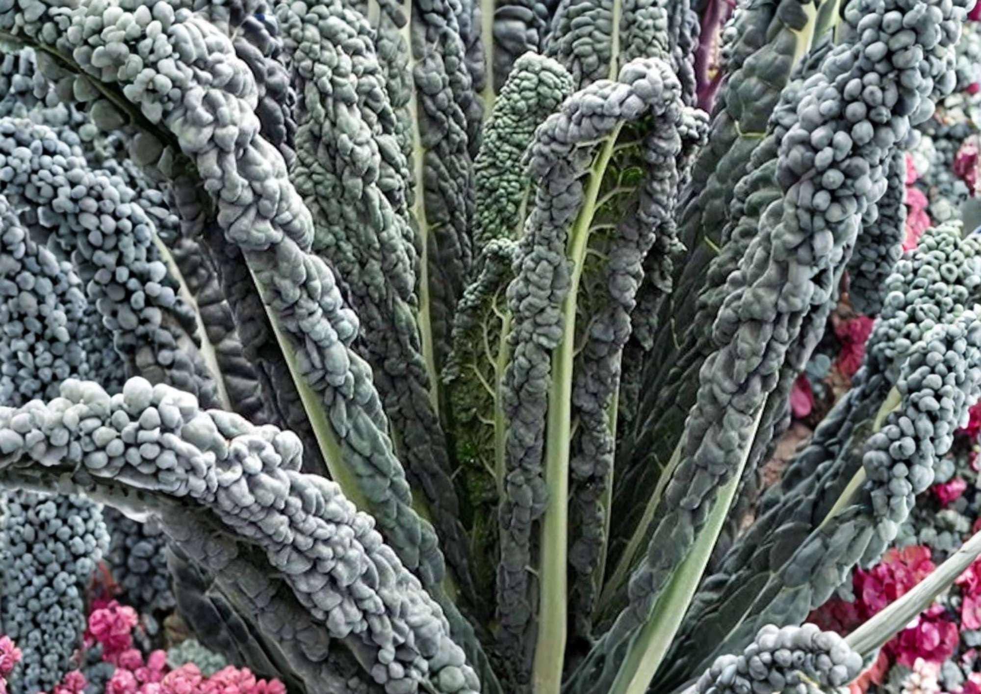 Black Magic Kale Seeds – Heirloom Dark Green Tuscan Lacinato Kale for Garden, Cold Hardy Vegetables, Nutritious Greens