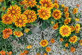 Gazania Flame Kiss Seeds – Red and Yellow Daisy-Like Flowers for Sunny Gardens, Borders, and Containers, Gazania rigens