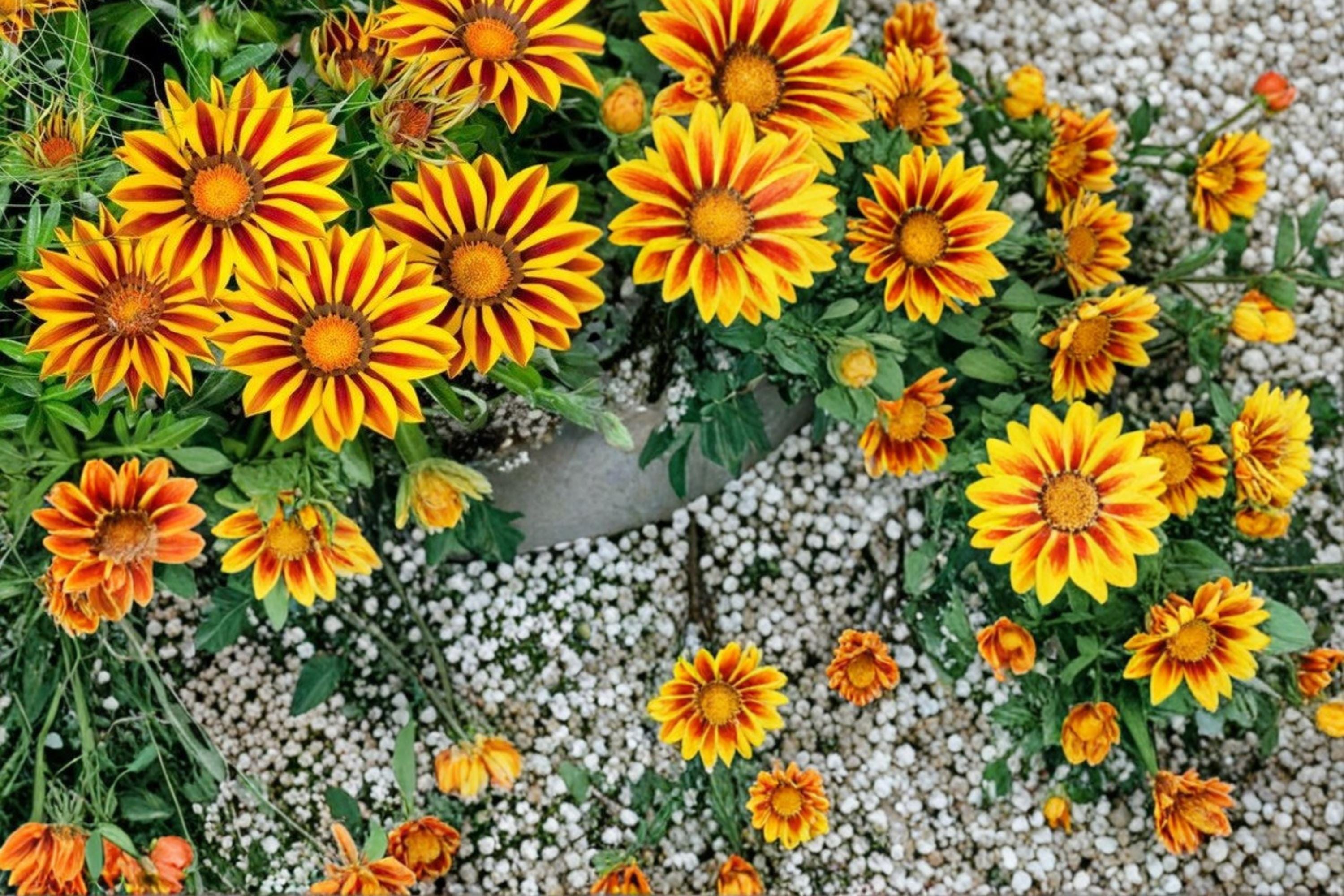 Gazania Flame Kiss Seeds – Red and Yellow Daisy-Like Flowers for Sunny Gardens, Borders, and Containers, Gazania rigens