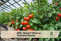 Dwarf Cherry Tomato Seeds – Compact Bush, Red Fruit, Solanum lycopersicum, Ideal for Containers & Small Gardens