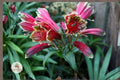 Parrot Lily Tubers Alstroemeria psittacina Peruvian Lily Hummingbird Plant Cut Flowers Perennial