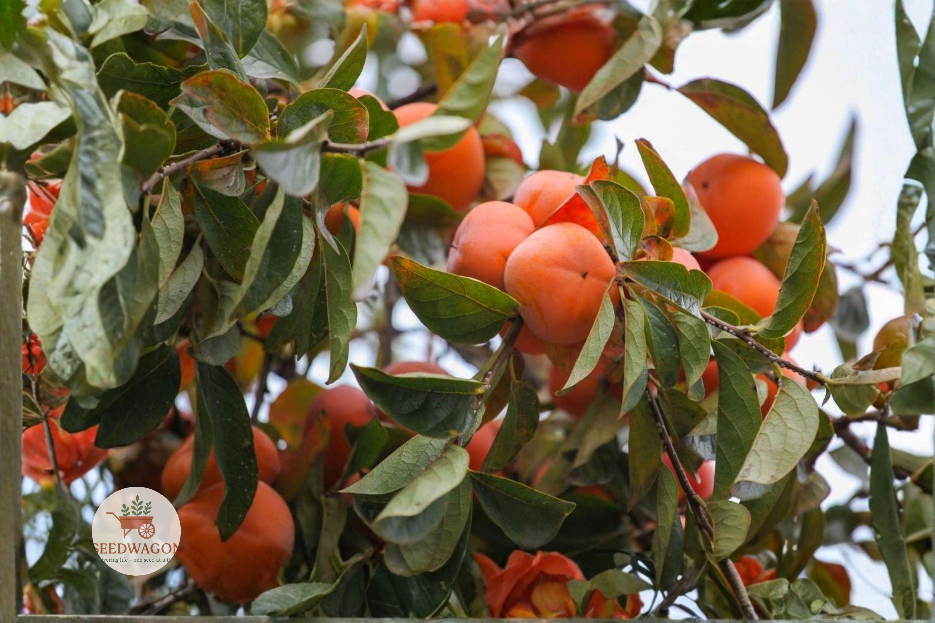 American Persimmon Tree Seedling – Native Diospyros virginiana Fruit Tree, Edible Fall Fruits, Live Bareroot Plant