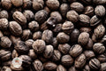 Black Walnut Tree Seedling – Juglans nigra Bareroot Nut Tree, 24 Inch Live Plant for Orchard, Timber & Wildlife Habitat