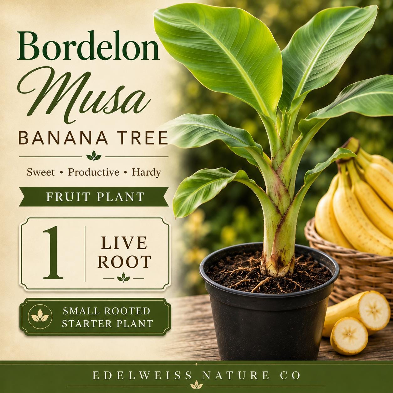 Bordelon Banana Live Root Plant – Musa Ornamental Tropical Foliage Starter for Garden & Container
