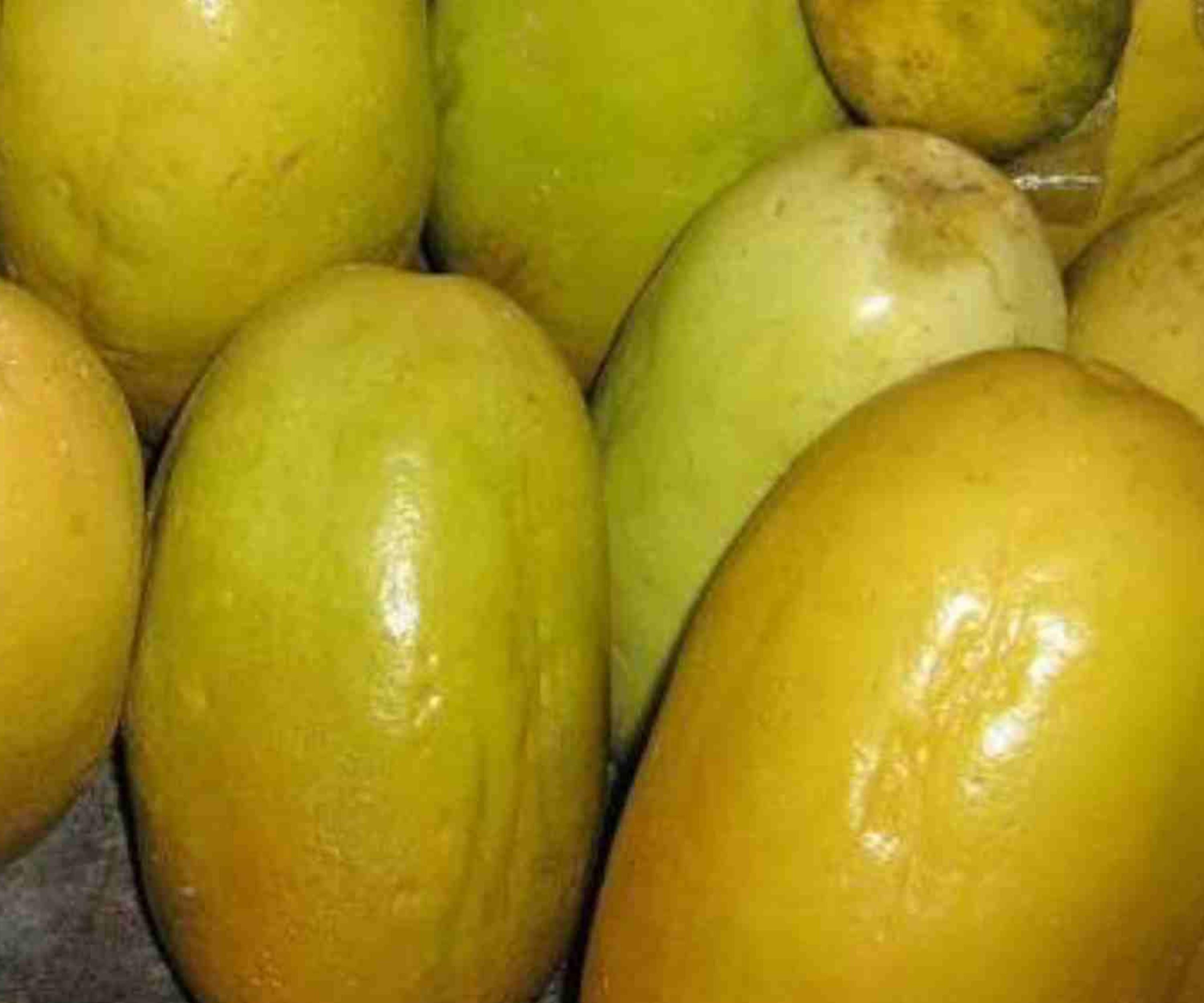 Giant Granadilla Passion Fruit Live Plants Set of 4 Tropical Climbing Vines for Indoor Outdoor Garden - Passiflora edulis