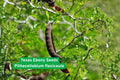 Texas Ebony Seeds - Drought Tolerant Evergreen Tree with Fragrant Cream Flowers - Pithecellobium flexicaule