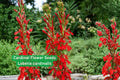 Cardinal Flower Seeds Lobelia cardinalis Native Wildflower for Pollinator Gardens, Hummingbird Attractant, Moist Soil Plant