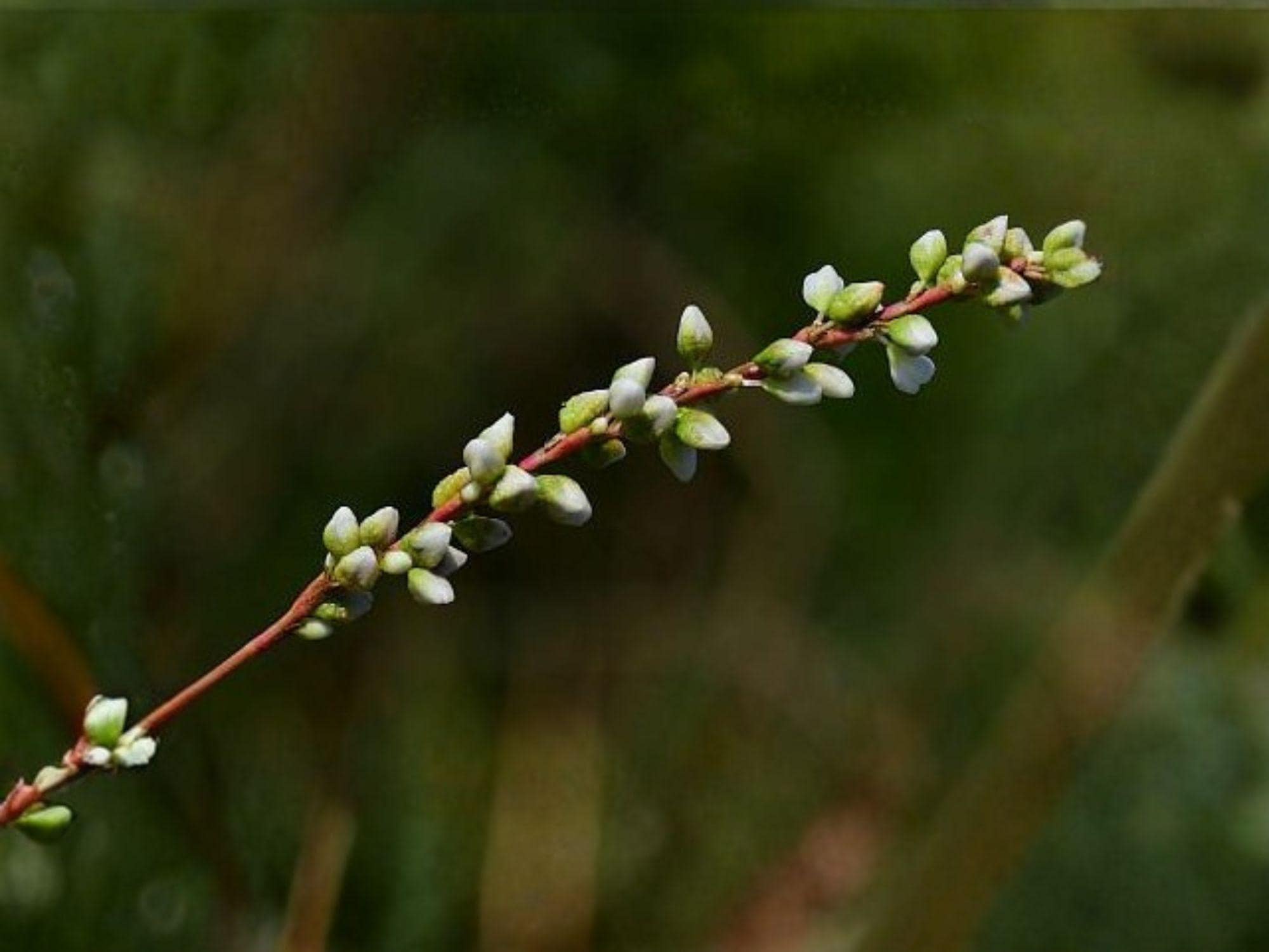 Smartweed Flower Seeds | Persicaria Punctata | Pink to Light Rose Blooms | Moist Garden & Natural Planting