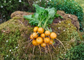 300+ Golden Helios Radish Seeds – Heirloom Bright Yellow Round Vegetable Seeds for Garden Planting, Fast Growing, Crisp Flavor