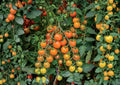 Orange Cherry Tomato Seeds, Heirloom, Small Bright Orange Fruit, High Yield, Garden Planting, Vegetable Seeds