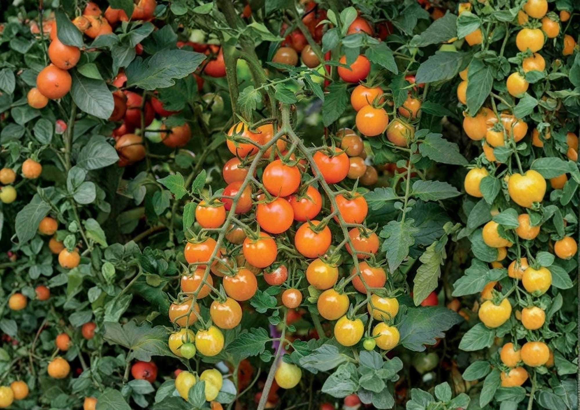 Orange Cherry Tomato Seeds, Heirloom, Small Bright Orange Fruit, High Yield, Garden Planting, Vegetable Seeds