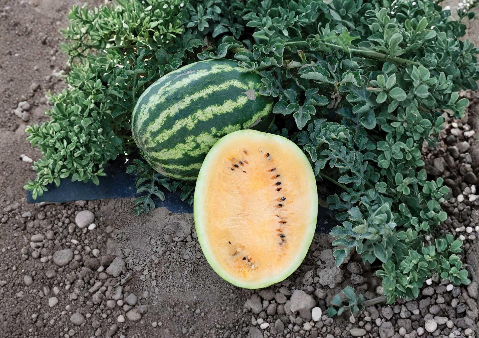 Orange Krush Watermelon Seeds - Heirloom Non-GMO Fruit Seeds for Garden Planting, Bright Orange Flesh, Juicy Melon, Summer Variety