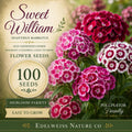 Sweet William Seeds - Heirloom Dianthus barbatus for Cottage Garden, Pollinator-Friendly, Open-Pollinated, Non-GMO