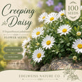 Creeping Daisy Seeds, Heirloom, Non-GMO, White Flowers, Ground Cover, Pollinator-Friendly, Chrysanthemum paludosum