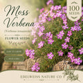 Moss Verbena Seeds - Heirloom Purple Ground Cover - Pollinator Friendly - Verbena tenuisecta - 100 Seeds