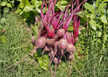 Organic Heirloom Detroit Dark Red Beet Seeds – Non-GMO Vegetable Seeds for Garden Planting, Deep Red Roots
