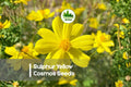 Sulphur Yellow Cosmos Seeds, 200+ Bright Yellow Flowering Annual, Cosmos sulphureus for Borders & Pollinator Gardens