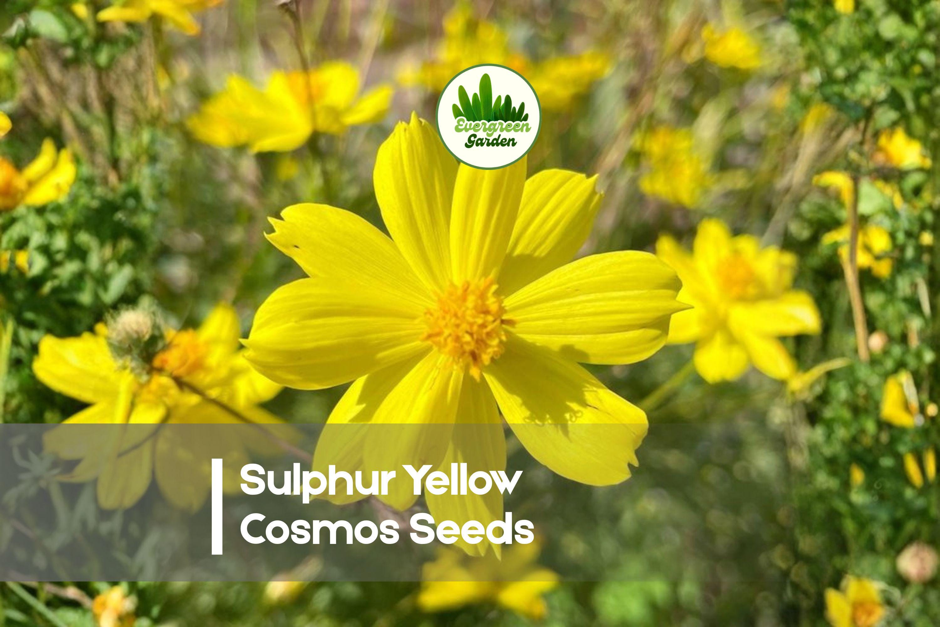 Sulphur Yellow Cosmos Seeds, 200+ Bright Yellow Flowering Annual, Cosmos sulphureus for Borders & Pollinator Gardens