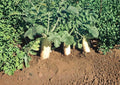 Japanese Minowase Daikon Radish Seeds – Heirloom Non-GMO Vegetable Seeds for Garden Planting, Long White Root, Crisp Flavor