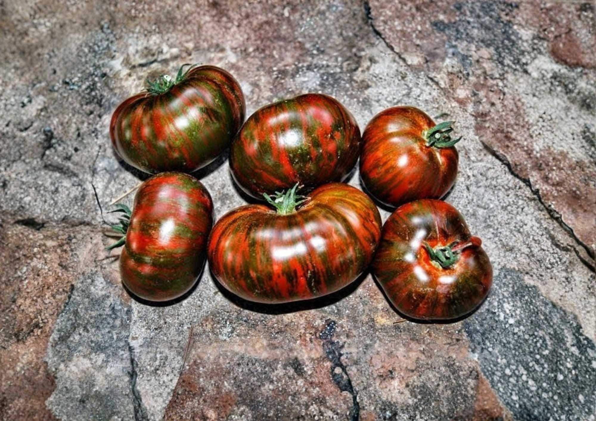 Vintage Wine Striped Tomato Seeds – Heirloom Beefsteak, Large 1 lb Fruits, Red Yellow Striped, Solanum lycopersicum