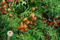 Eastern Arborvitae Seeds 50 – Thuja occidentalis Evergreen Tree for Hedges & Privacy Screens