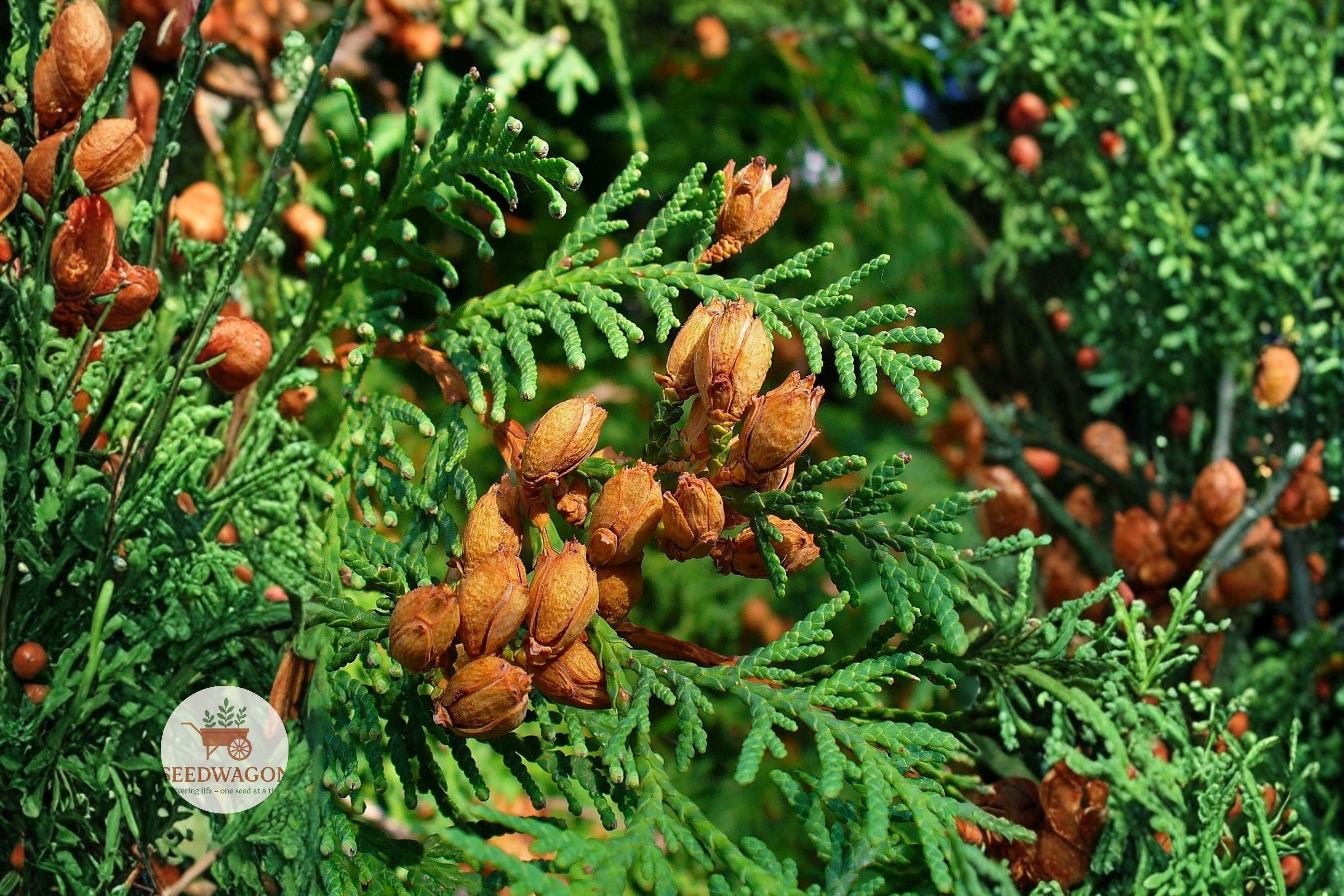 Eastern Arborvitae Seeds 50 – Thuja occidentalis Evergreen Tree for Hedges & Privacy Screens