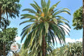 Canary Date Palm Seeds – Phoenix canariensis Ornamental Tropical Palm Tree, Landscape, Patio, Poolside, 10 Seeds